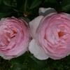 Rosa Heritage Englische Rose